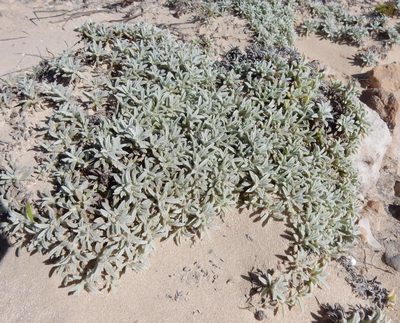 Achyranthemum sordescens, photographed by Henry de Lange
