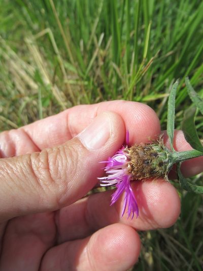 Centaurea decipiens, photographed by Crap Fou