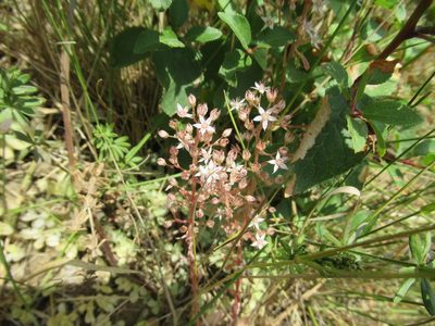 Sedum cepaea, photographed by Crap Fou