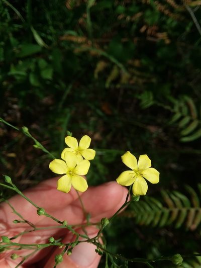 Linum medium, photographed by Will McFarland