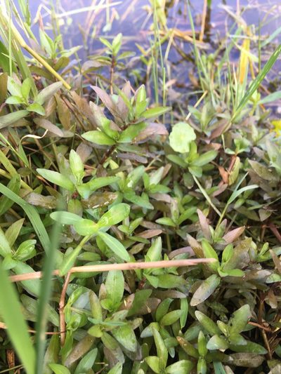 Hygrophila polysperma, photographed by Ian Pfingsten