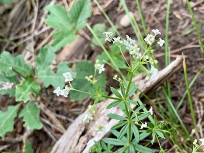 Galium mexicanum, photographed by CK2AZ