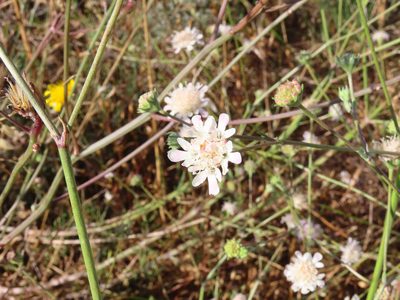 Pycnocomon rutifolium, photographed by Emanuele Santarelli