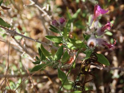 Teucrium marum, photographed by Emanuele Santarelli