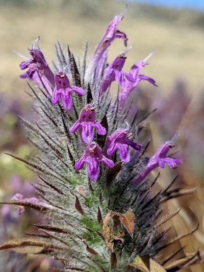 Pogogyne douglasii, photographed by Alex Heyman