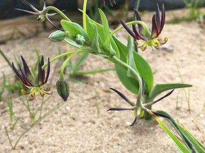 Ornithoglossum viride, photographed by Caroline Voget