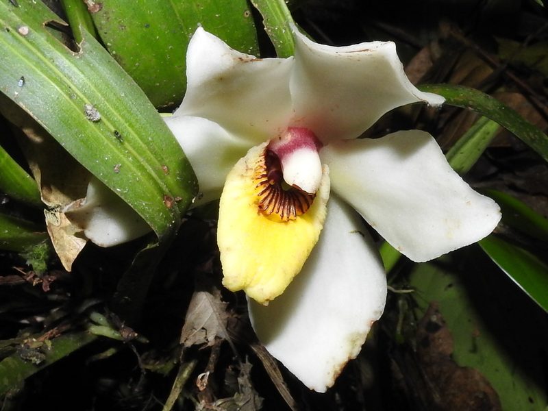 Pescatoria cerina, photographed by Sam Kieschnick