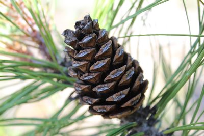 Pinus pseudostrobus, photographed by Rafael Torres