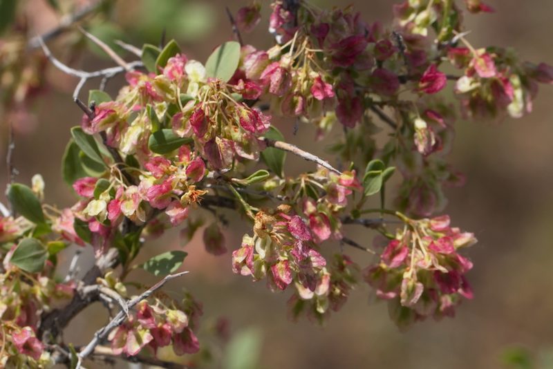 Atraphaxis pyrifolia, photographed by Вячеслав Юсупов