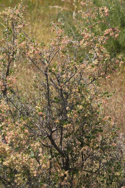 Atraphaxis pyrifolia, photographed by Вячеслав Юсупов