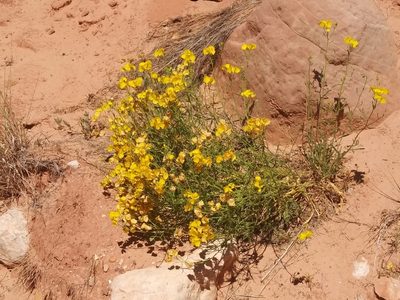 Psilostrophe sparsiflora, photographed by runcator