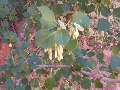Fraxinus anomala, photographed by runcator