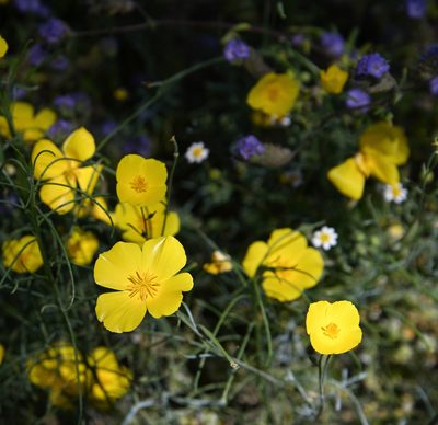 Eschscholzia parishii, photographed by Gerard Walschlager