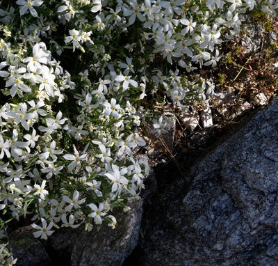 Phlox tenuifolia, photographed by Gerard Walschlager