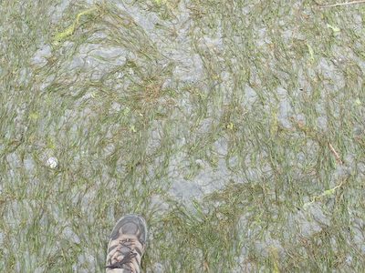 Zostera japonica, photographed by Randal