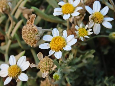 Anthemis maritima, photographed by Emanuele Santarelli