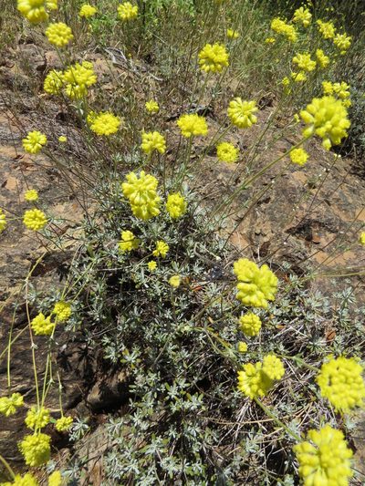 Eriogonum tripodum, photographed by Garth Harwood