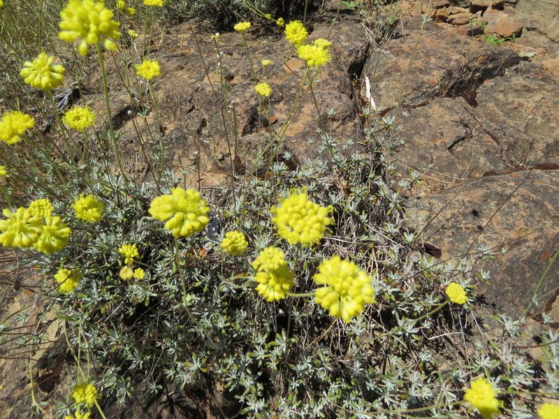 Eriogonum tripodum, photographed by Garth Harwood
