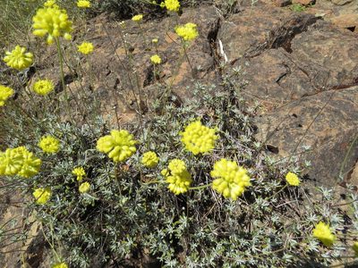 Eriogonum tripodum, photographed by Garth Harwood