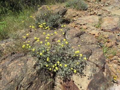 Eriogonum tripodum, photographed by Garth Harwood