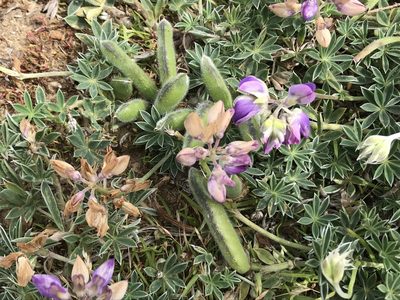 Lupinus littoralis, photographed by Aaron Liston