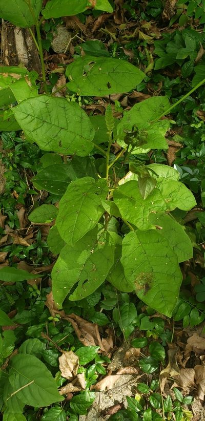 Solanum polygamum, photographed by Heather Mazzaccaro