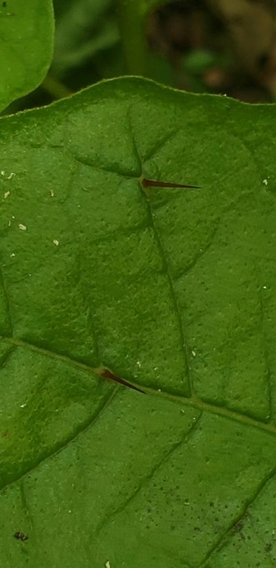 Solanum polygamum, photographed by Heather Mazzaccaro