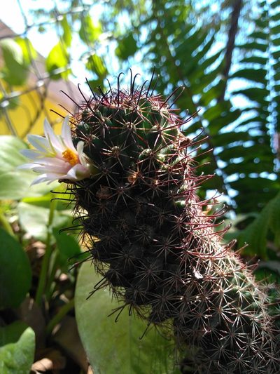 Cochemiea sheldonii, photographed by Kevin Reynaga
