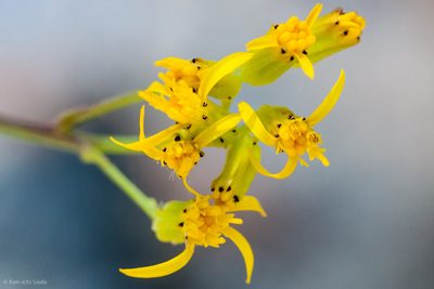 Senecio hydrophilus, photographed by Ken-ichi Ueda