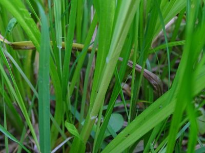 Carex laevivaginata, photographed by Reuven Martin
