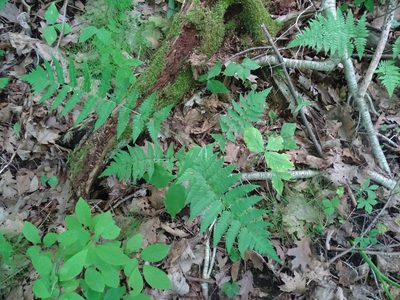 Dryopteris clintoniana, photographed by Reuven Martin