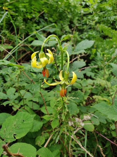 Lilium pyrenaicum, photographed by drtimk