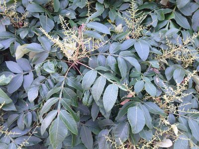 Rhus chinensis, photographed by Kim, Hyun-tae