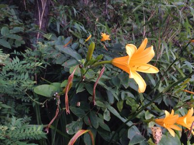 Hemerocallis hakuunensis, photographed by Kim, Hyun-tae