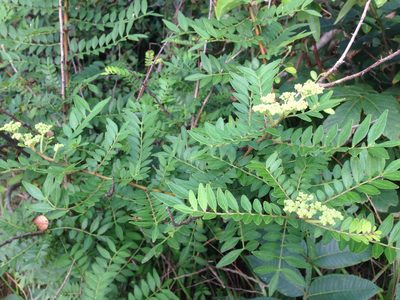 Zanthoxylum schinifolium, photographed by Kim, Hyun-tae
