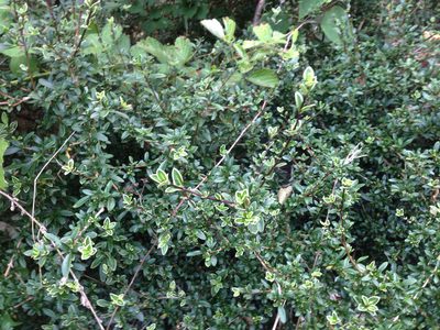 Serissa japonica, photographed by Kim, Hyun-tae