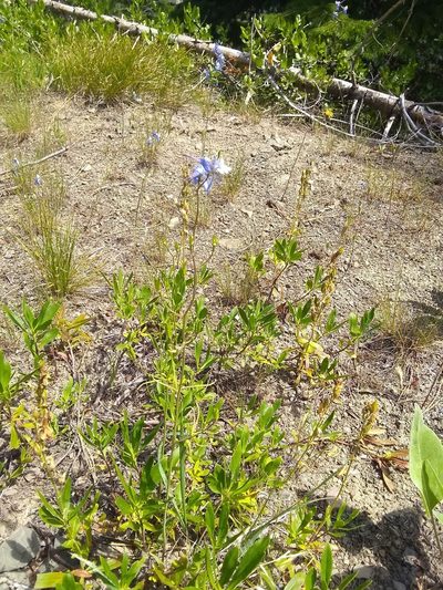 Delphinium lineapetalum, photographed by John Brew