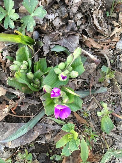 Tradescantia ernestiana, photographed by pynklynx