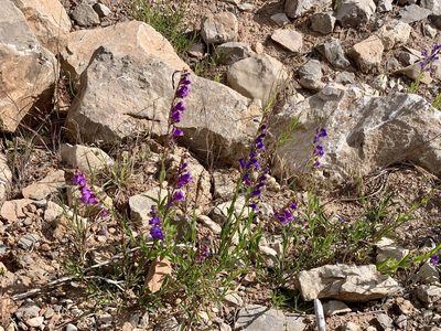 Penstemon neomexicanus, photographed by CK2AZ