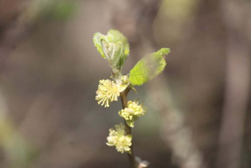 Bernardia mexicana, photographed by José Belem Hernández Díaz