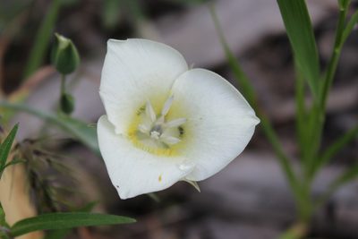 Calochortus apiculatus, photographed by 66dodge