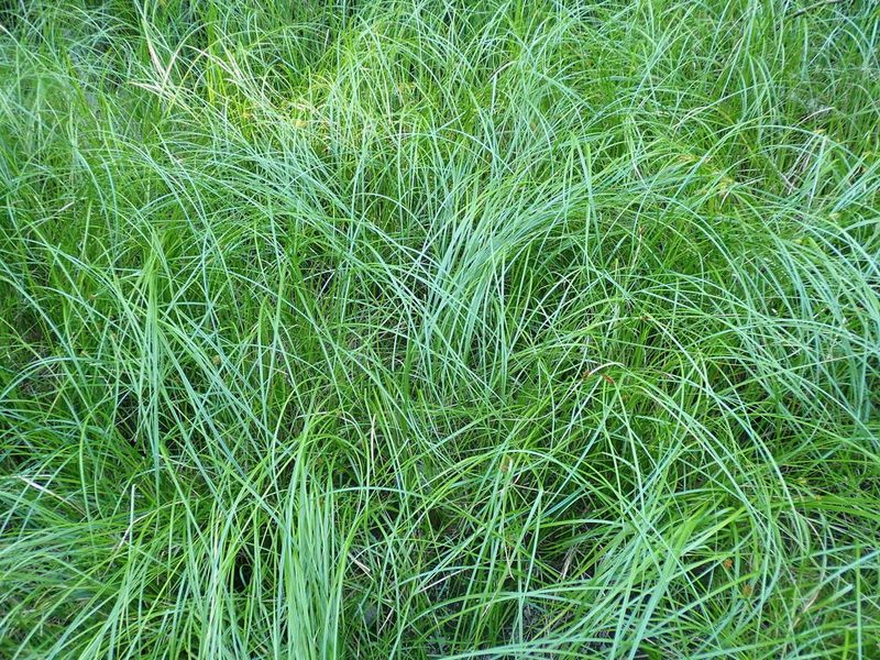 Carex exsiccata, photographed by Randal