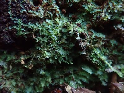 Chiloscyphus polyanthos, photographed by Randal