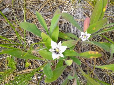 Calochortus lyallii, photographed by John Brew