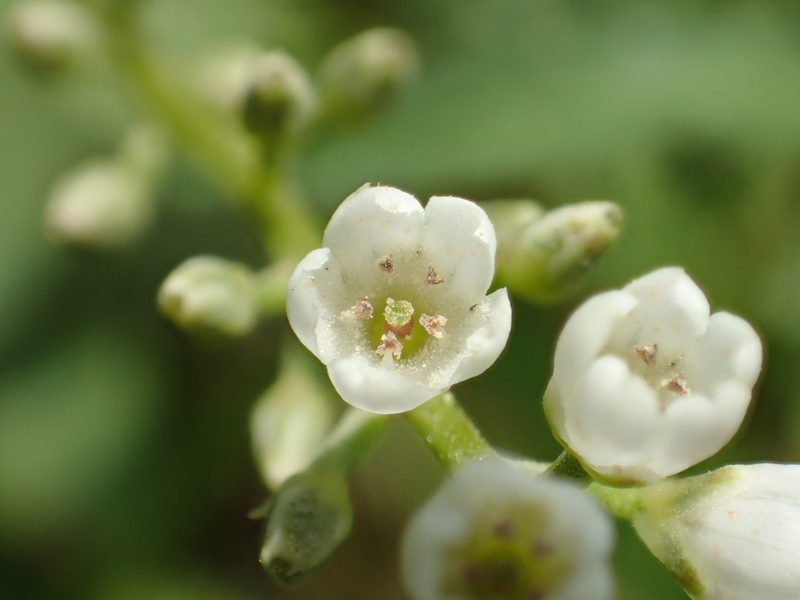 Lysimachia fortunei, photographed by 葉子