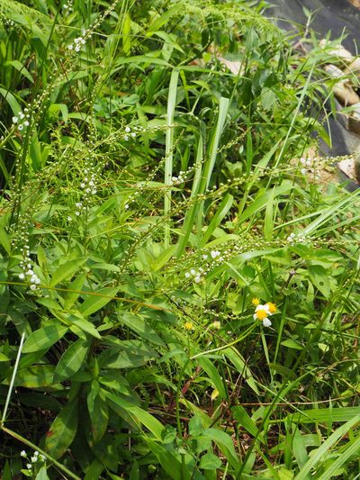 Lysimachia fortunei, photographed by 葉子
