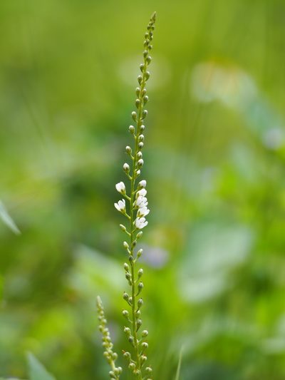 Lysimachia fortunei, photographed by 葉子
