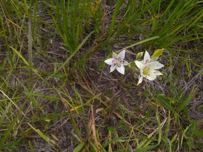 Calochortus lyallii, photographed by John Brew