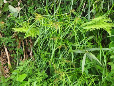 Scleria terrestris, photographed by 葉子