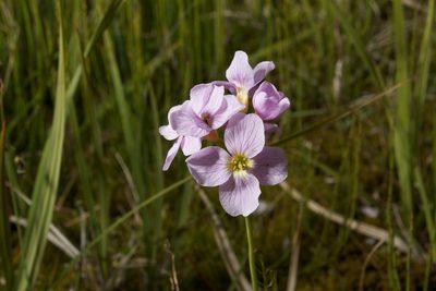 Cardamine polemonioides, photographed by Brian Gratwicke